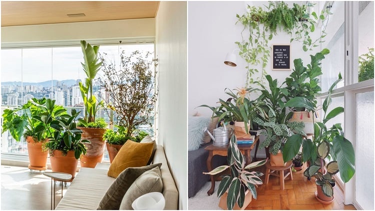 two compositions of potted plants next to the living room window