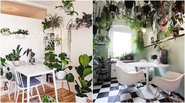 two photos of dining rooms decorated with urban jungle