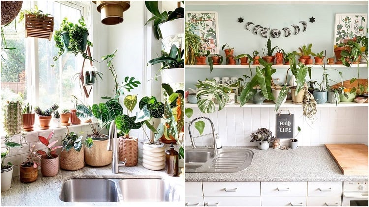 kitchen sinks decorated with potted plants