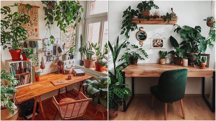 two offices decorated with urban jungle