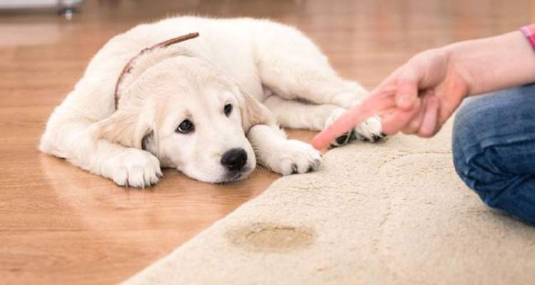 Learn how to make a homemade repellent so your dog doesn't pee where he shouldn't