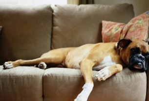 Saiba como tirar o cheiro de cachorro da casa