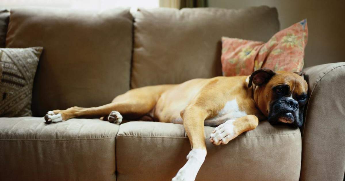 Saiba como tirar o cheiro de cachorro da casa