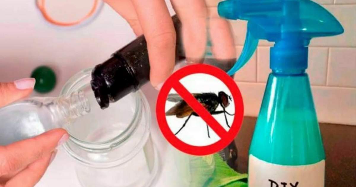 Receitas de repelentes naturais para moscas