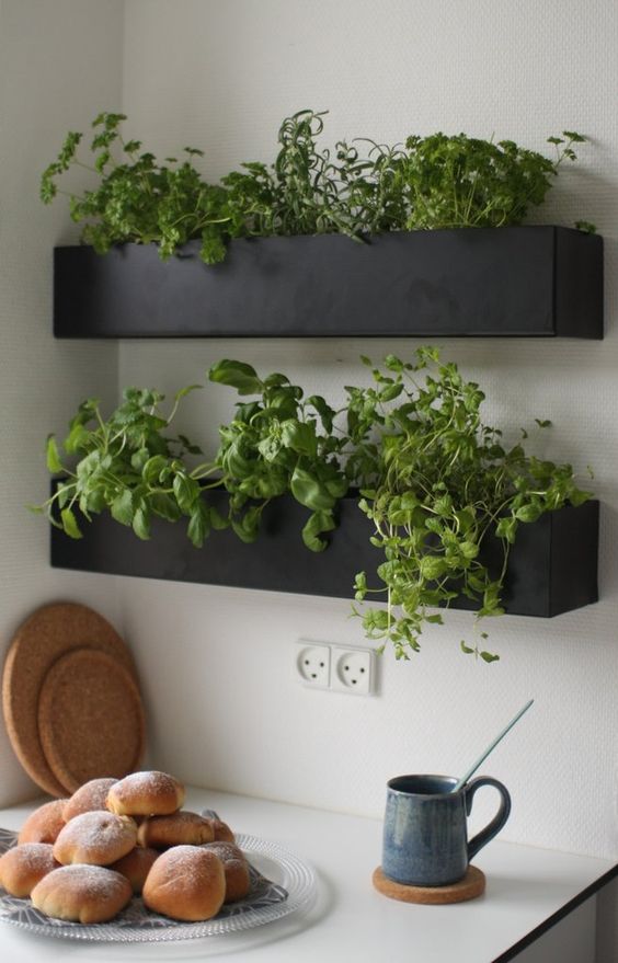 Vegetable garden in the kitchen