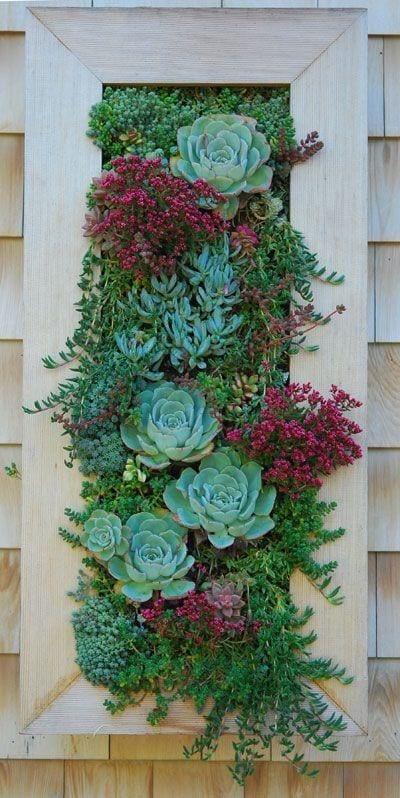 Succulent garden