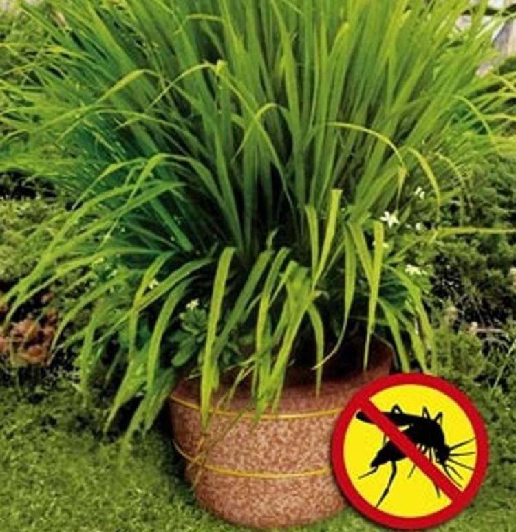 Citronella scares away mosquitoes