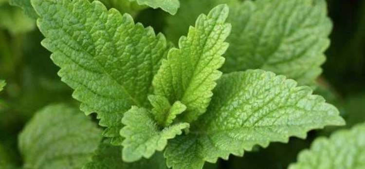 Lemon balm scares away mosquitoes