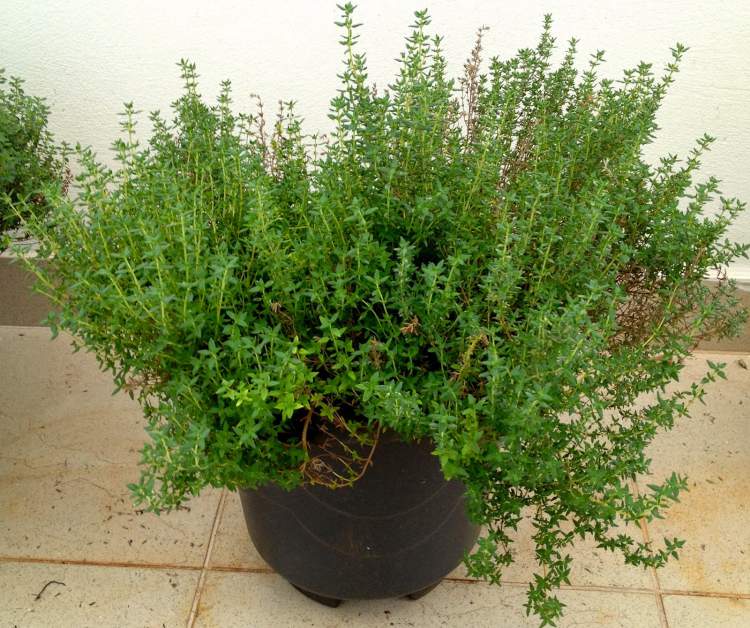 Thyme repels mosquitoes