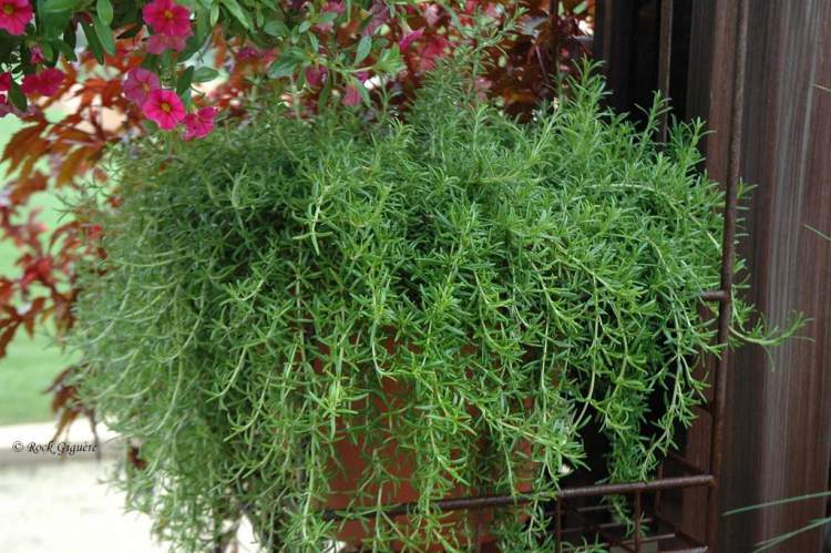 Rosemary repels mosquitoes