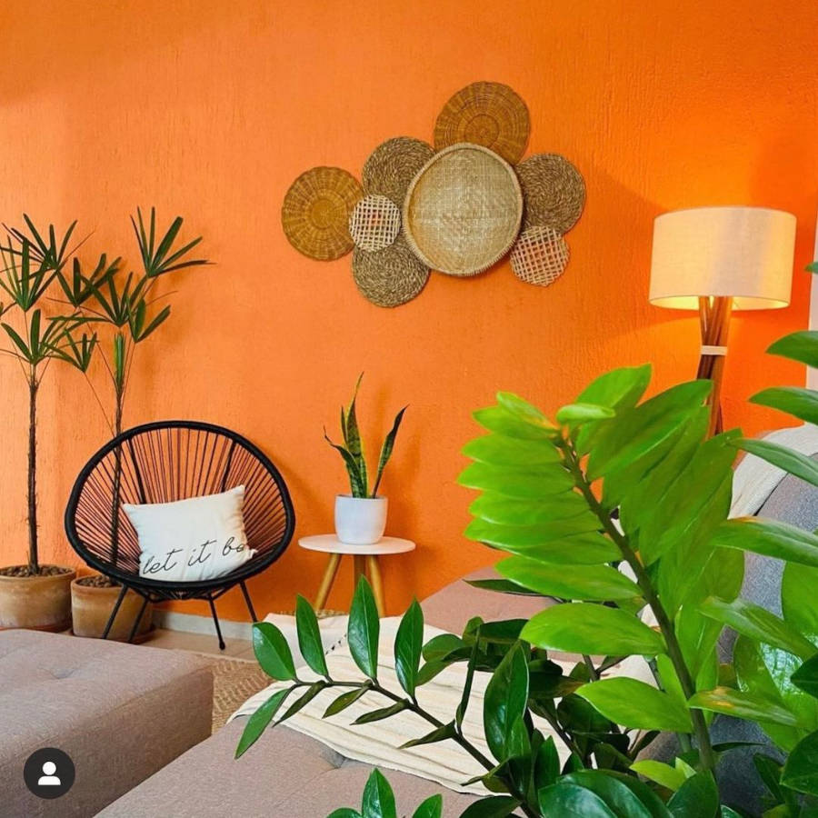 Orange room decorated with plants.