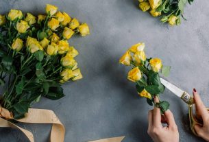 mãos de mulher cortando caule de rosas amarelas sobre superfície de cimento queimado