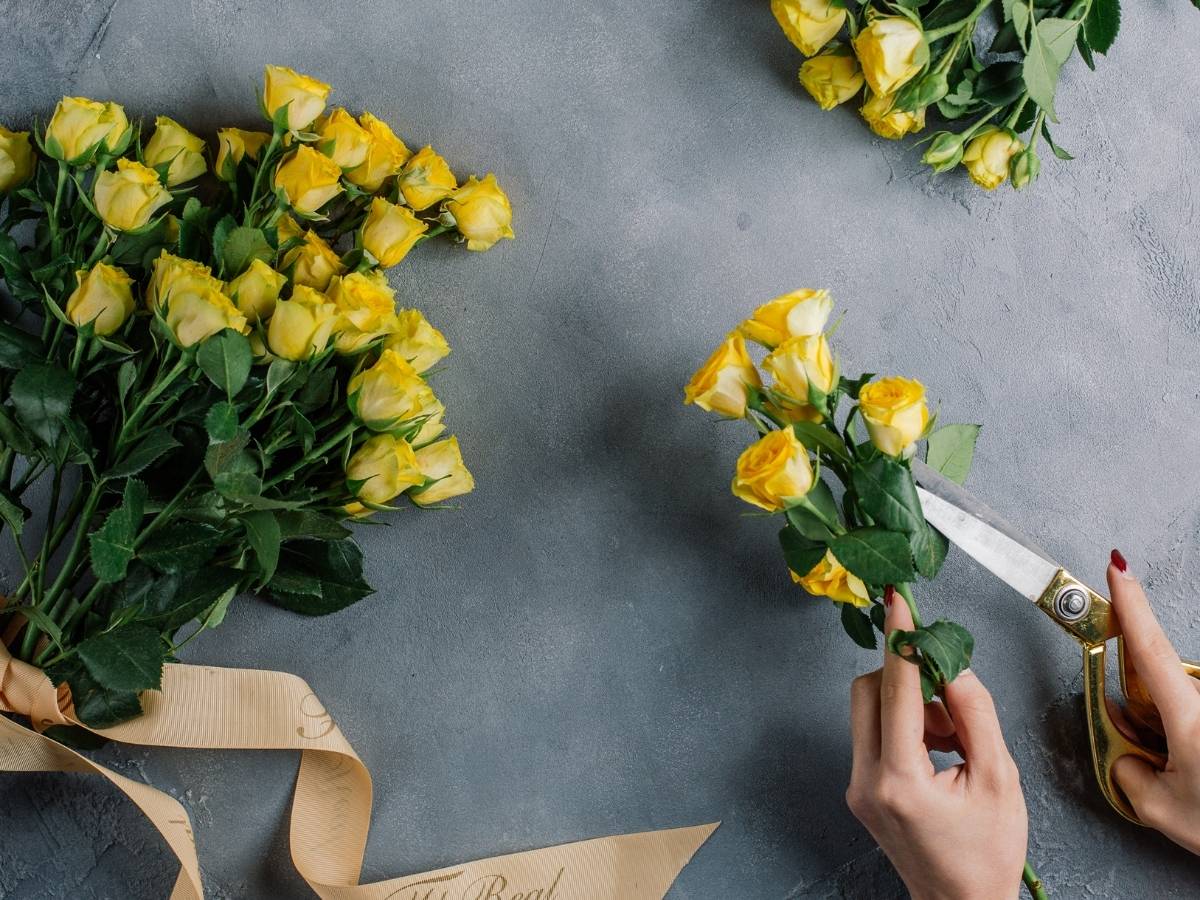 mãos de mulher cortando caule de rosas amarelas sobre superfície de cimento queimado