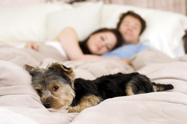 Is it bad to sleep with a pet in the bed?