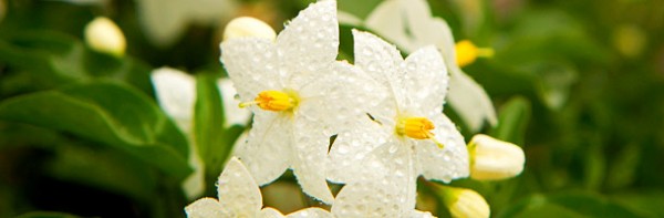 jasmine flower