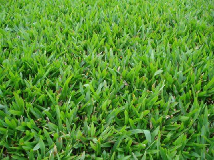 São Carlos type grass.