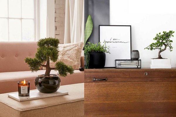 how to care for decorative bonsai