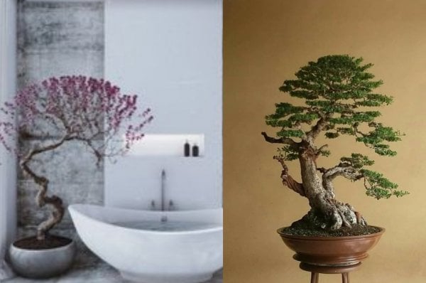 how to care for bonsai home decor