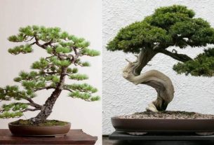 como cuidar de bonsai