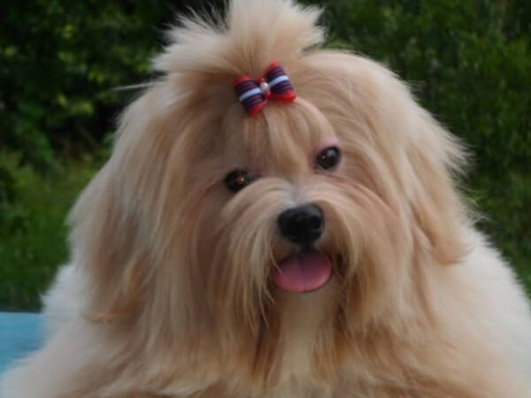 Lhasa apso