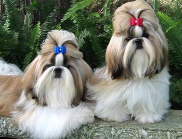 shih tzu