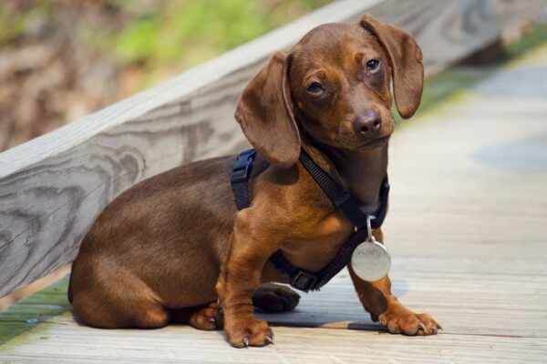 Dachshund 