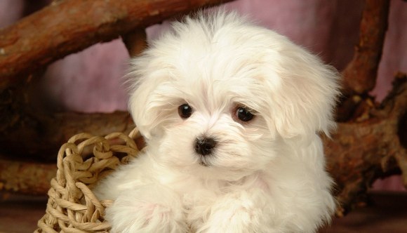 Maltese