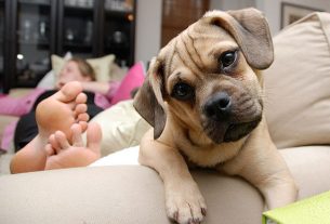 7 amazing dog breeds for apartments