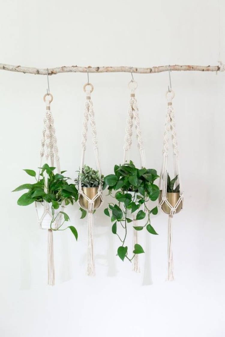 Succulents hanging.