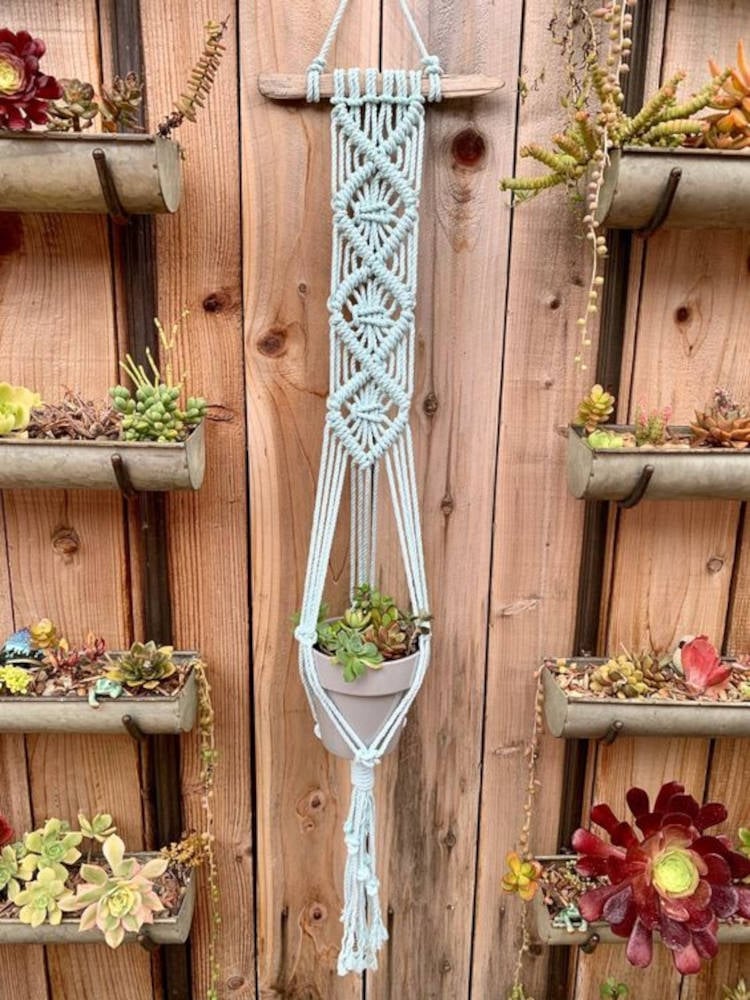 Plants hanging on the wooden wall.