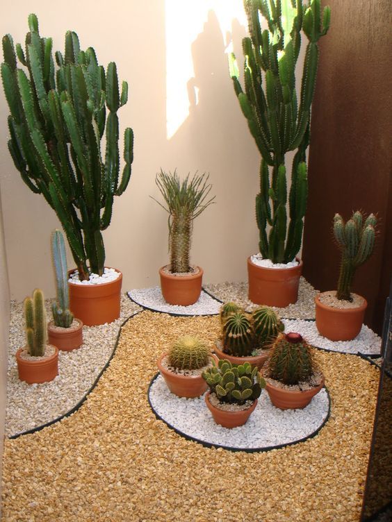 Winter garden with cacti.