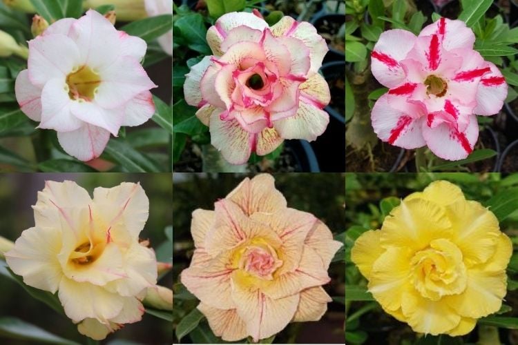 what are the colors of the desert rose