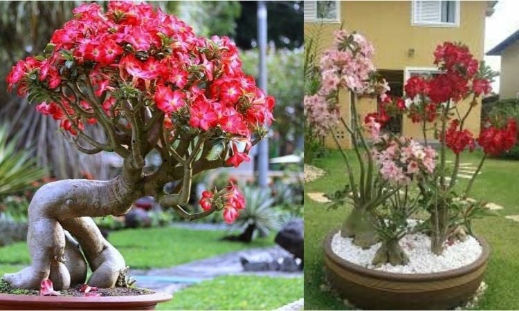 garden decorated with flowers