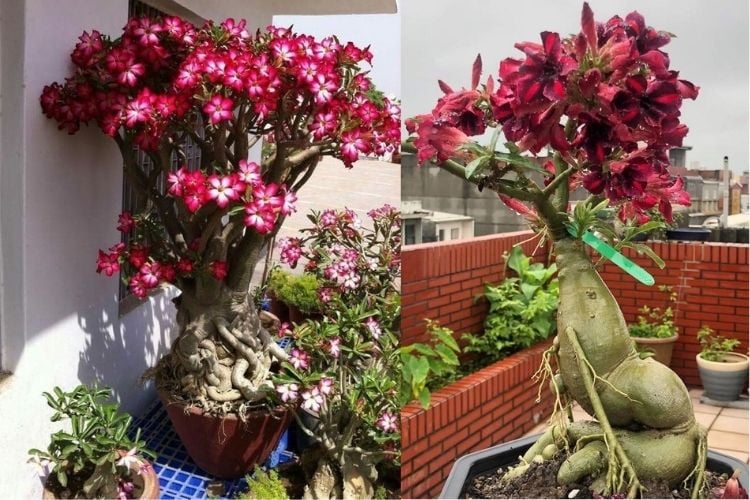 plants on apartment balcony