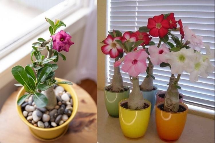 desert rose indoors