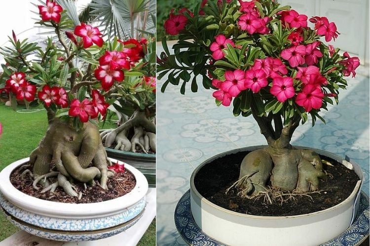 desert rose in vase