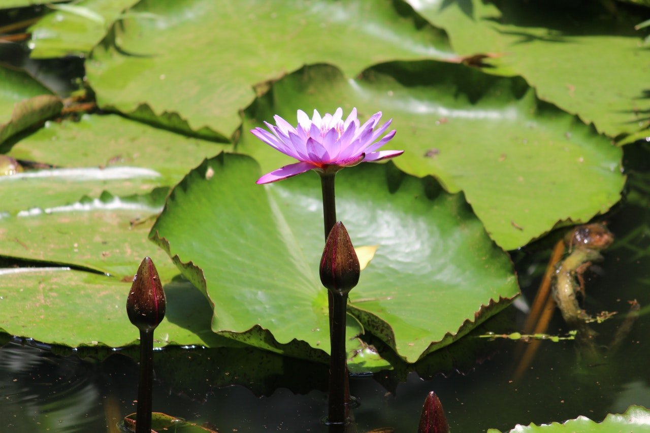 lotus flower