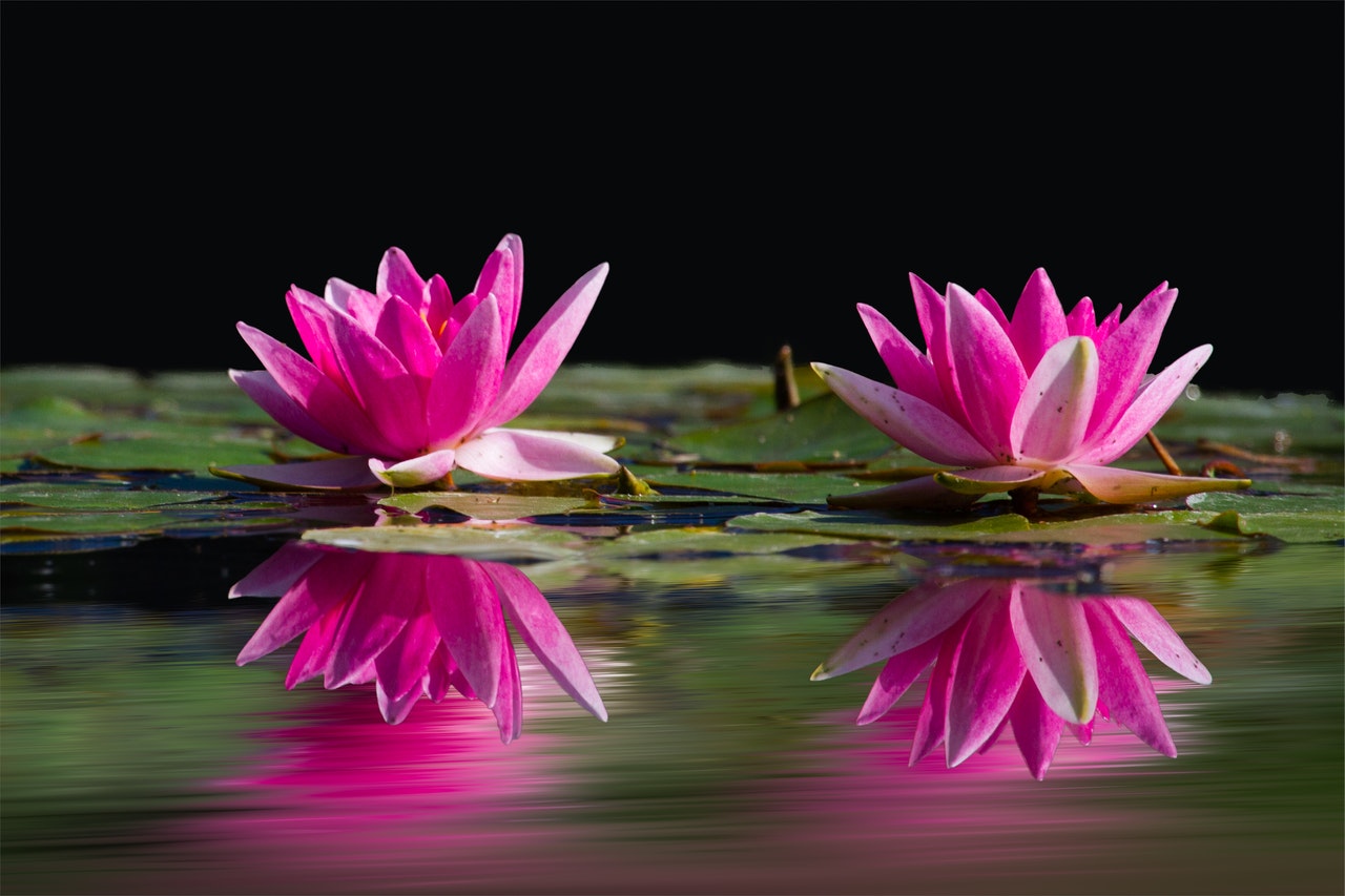 pink lotus flower