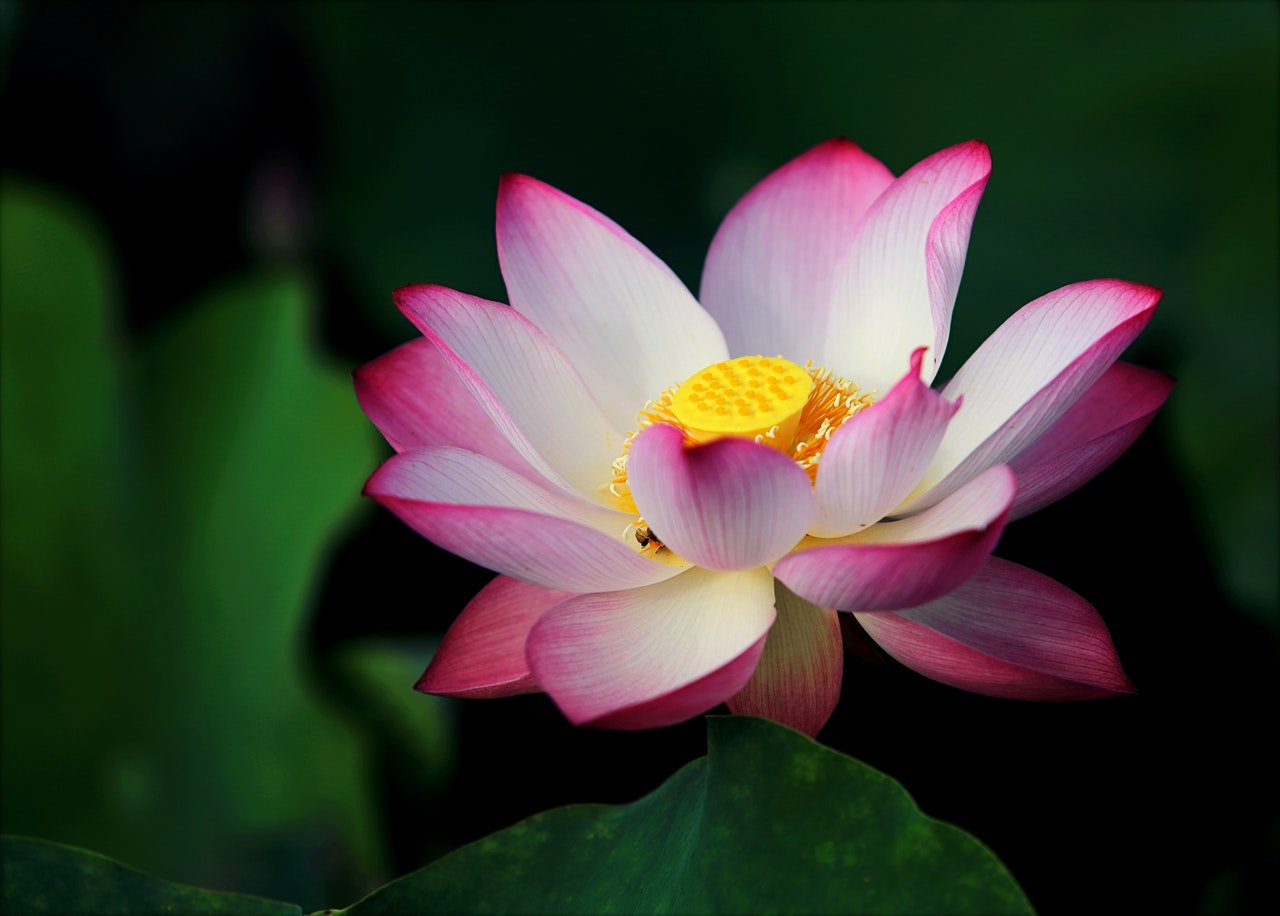 lotus flower