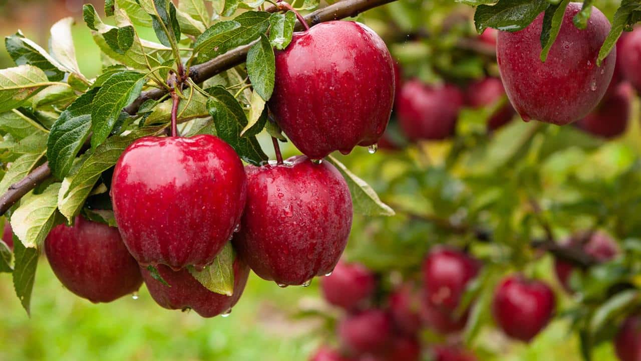 Eating apples: 16 health benefits for the body