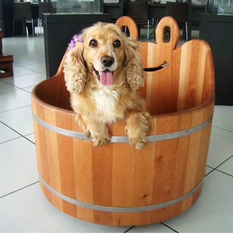 Dog in the hot tub