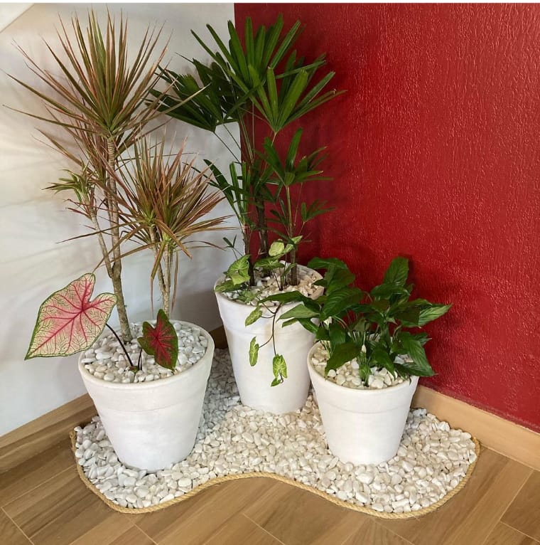 Small garden indoors