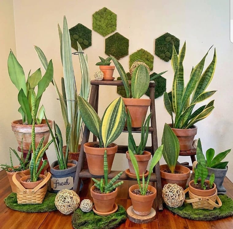 Staircase with plants