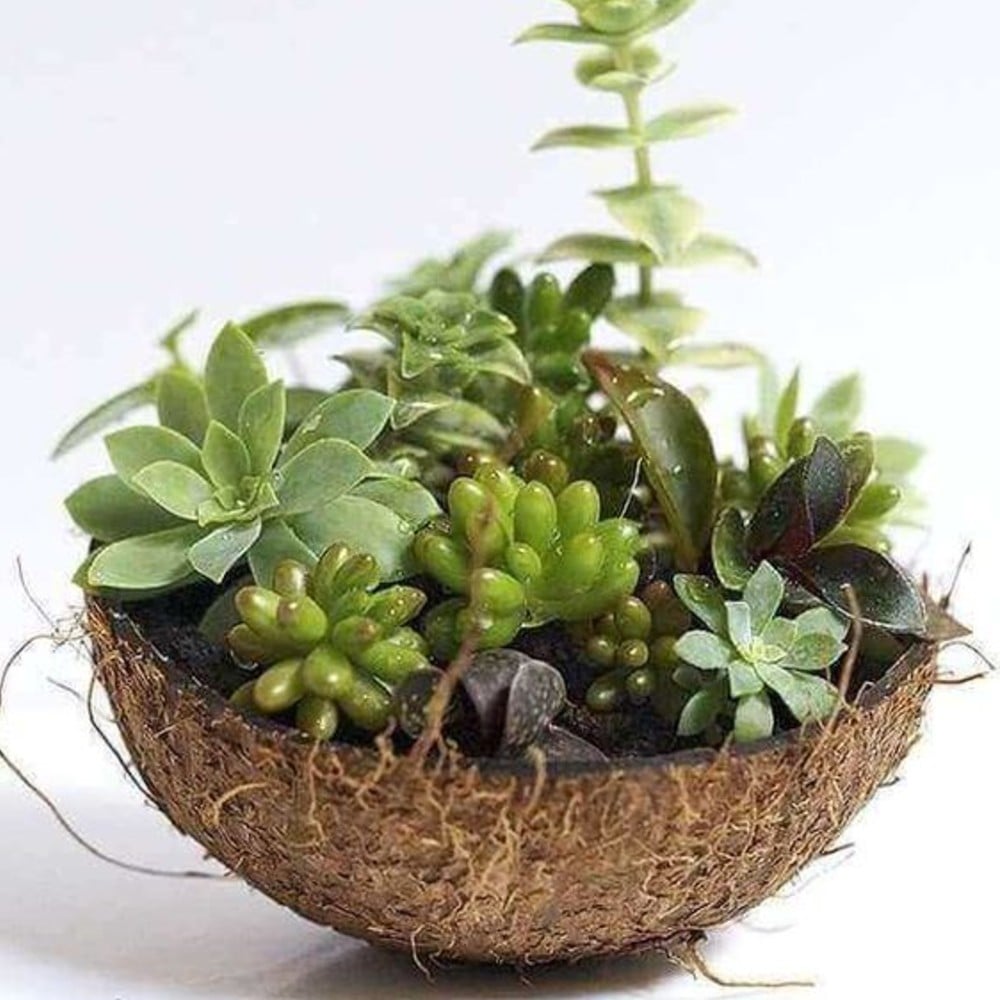 succulent terrarium