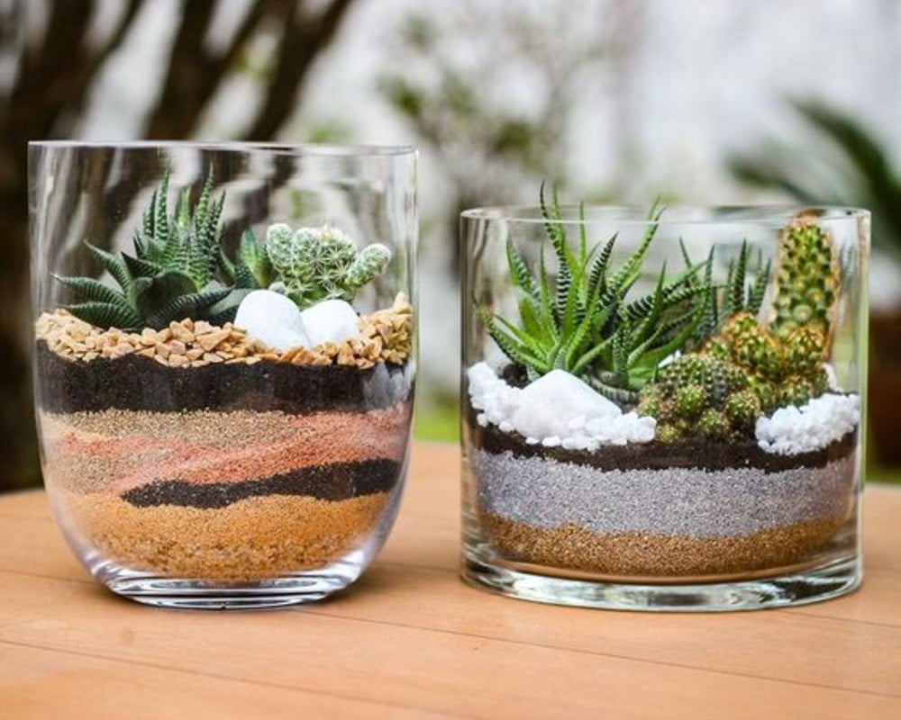 succulent terrarium