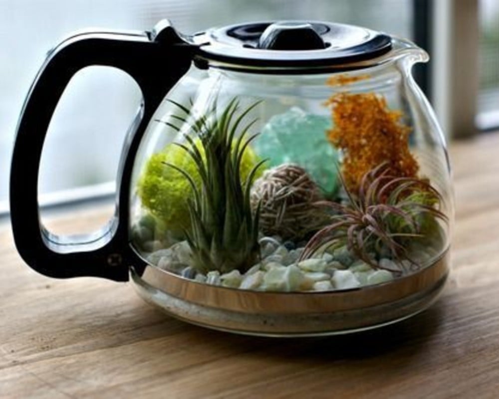 succulent terrarium