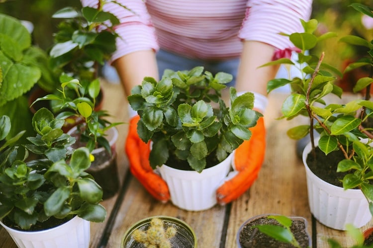 hands with gloves holding potted plant