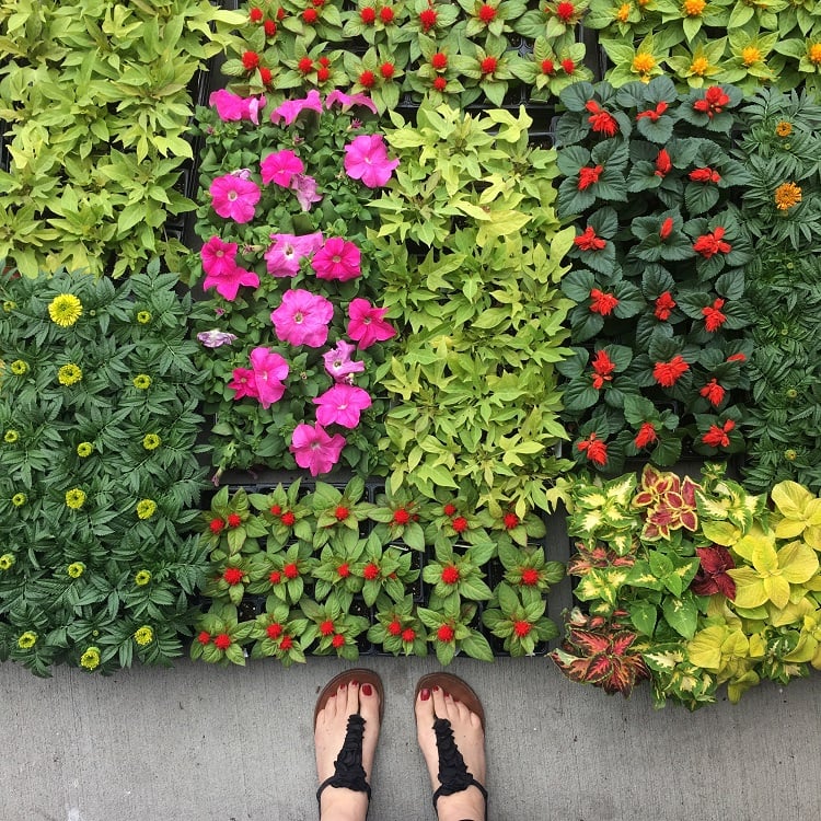 shedding of flowers seen from the top