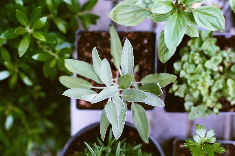 medicinal herb seedlings seen from above