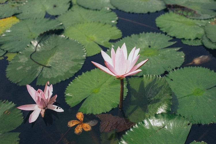 lotus flower floating in a lake